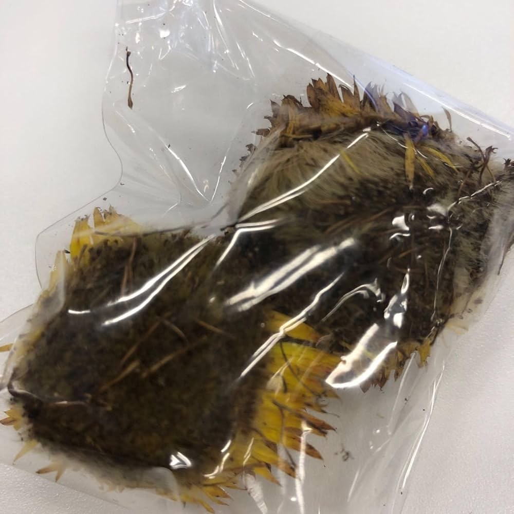ヘリクリサムのタネ　種　ムギワラギク　麦藁菊　今から種蒔　9月中旬～11月上旬 m74502724706_1.jpg?1692458836
